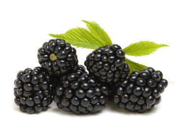 Beyaz arkaplanda yapraklı böğürtlen.