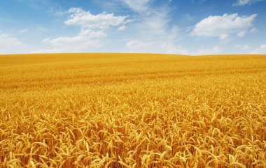 Arka planda mavi gökyüzü olan altın buğday tarlası 