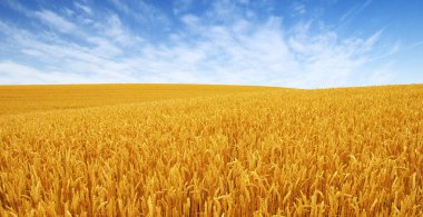 Arka planda mavi gökyüzü olan altın buğday tarlası 