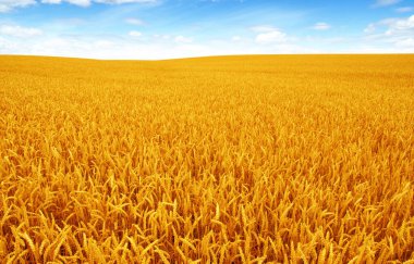 Gökyüzünde buğday tarlası ve güneş