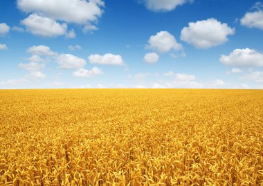 Buğday tarlası ve beyaz bulutlar