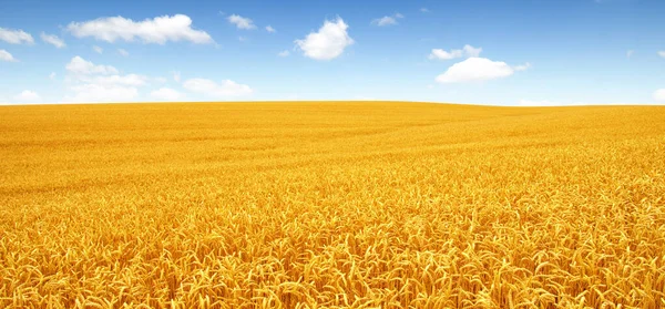 Campo Trigo Dorado Con Cielo Azul Fondo —  Fotos de Stock