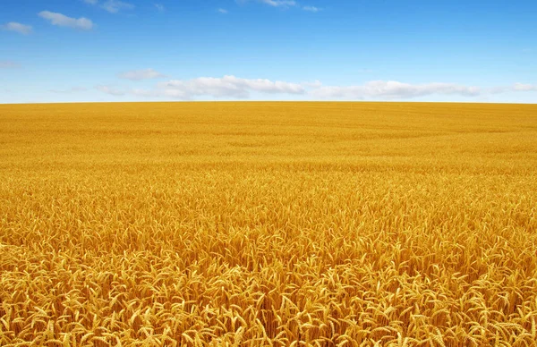 Campo Trigo Dorado Con Cielo Azul Fondo —  Fotos de Stock