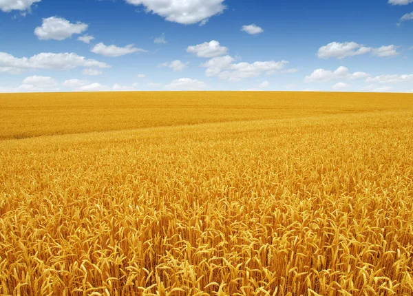 Campo Trigo Dorado Con Cielo Azul Fondo — Foto de Stock