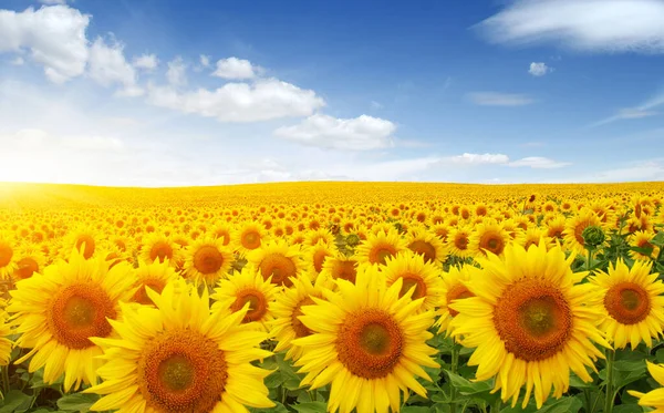 Field Sunflowers Sun — Stock Photo, Image