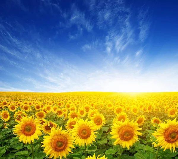 Feld Aus Sonnenblumen Und Sonne — Stockfoto