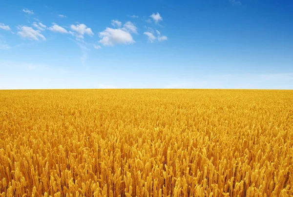 Arka planda mavi gökyüzü olan altın buğday tarlası 