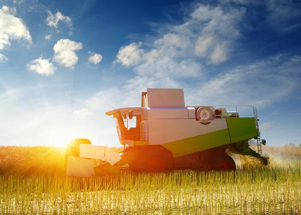 Harvester Harvests Combine Working Field — Stock Photo, Image