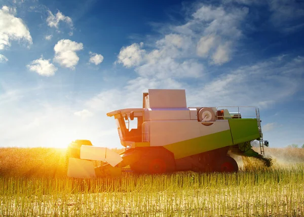 Harvester harvests. Combine working in field.