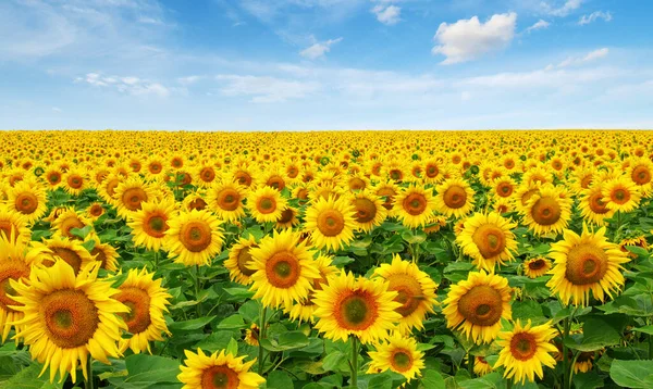 Sunflowers Field Sky Background — Stock Photo, Image