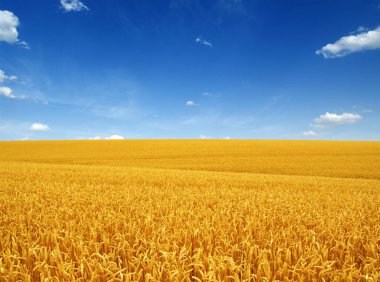 Buğday tarlası ve beyaz bulutlar