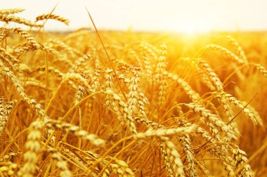Güneşli buğday tarlası. Hasat ve gıda konsepti