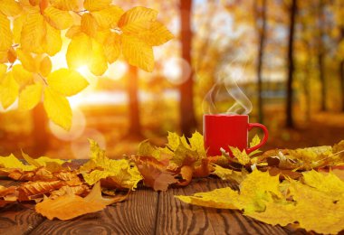 Sonbahar yaprakları ve güneşte kırmızı kahve bulanık ağaçlar. Sonbahar arkaplanı.