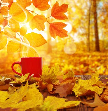 Sonbahar yaprakları ve güneşte kırmızı kahve bulanık ağaçlar. Sonbahar arkaplanı.