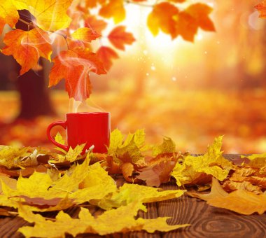 Sonbahar yaprakları ve güneşte kırmızı kahve bulanık ağaçlar. Sonbahar arkaplanı.