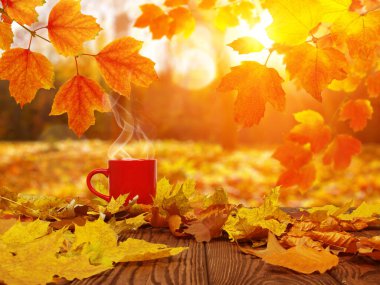 Sonbahar yaprakları ve güneşte kırmızı kahve bulanık ağaçlar. Sonbahar arkaplanı.