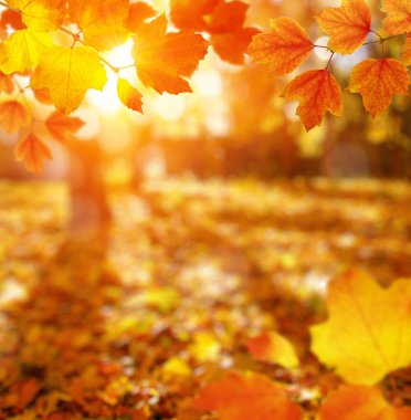  Güneşte sonbahar yaprakları ve bulanık ağaçlar. Sonbahar arkaplanı.