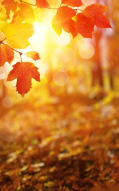  Güneşte sonbahar yaprakları ve bulanık orman.