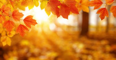  Güneşte sonbahar yaprakları ve bulanık ağaçlar. Sonbahar arkaplanı.