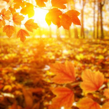 Güneşte sonbahar yaprakları. Sonbahar bulanık arkaplanı.