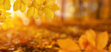  Güneşte sonbahar yaprakları ve bulanık orman.