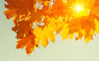 Gökte ve güneşte sonbahar yaprakları