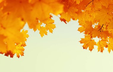 Gökte ve güneşte sonbahar yaprakları