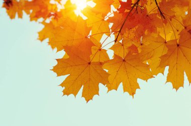 Gökte ve güneşte sonbahar yaprakları