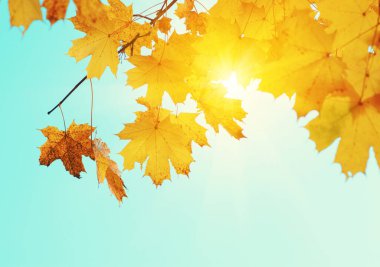  Bulanık doğa arka planında sonbahar yaprakları. Sığ odaklanma. Düştü..