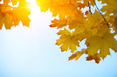  Bulanık doğa arka planında sonbahar yaprakları. Sığ odaklanma. Düştü..