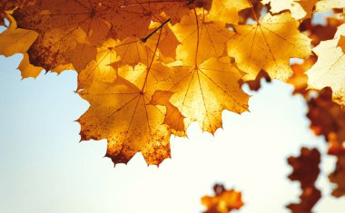 Güneşte sonbahar yaprakları. Sonbahar bulanık arkaplanı.