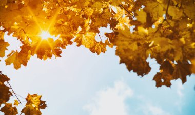 Güneşte sonbahar yaprakları. Sonbahar bulanık arkaplanı.