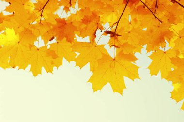 Güneşte sonbahar yaprakları. Sonbahar bulanık arkaplanı.