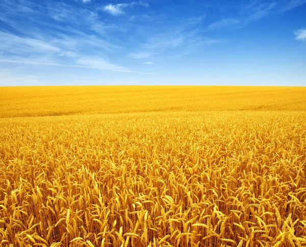 Campo Grano Nuvole Bianche — Foto Stock