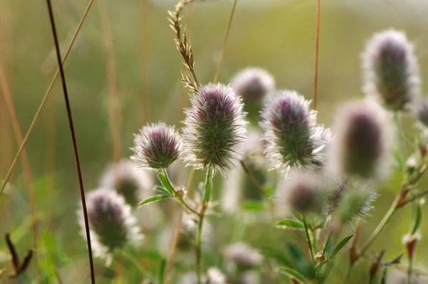 Estate Erba Fiorita Piante Verdi — Foto Stock