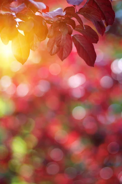 Autumn Leaves Sun Fall Blurred Background — Stock Photo, Image