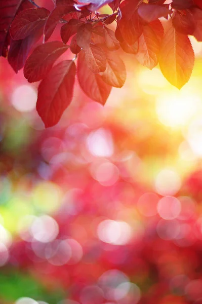 Autumn Leaves Sun Fall Blurred Background — Stock Photo, Image