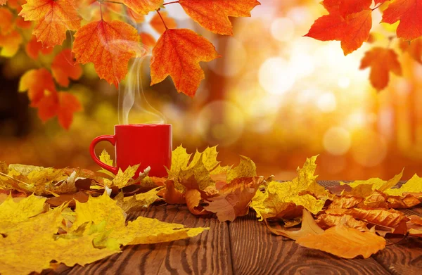 가을에는 나뭇잎이 나오고 햇빛에는 커피가 뿌옇게 있었습니다 — 스톡 사진