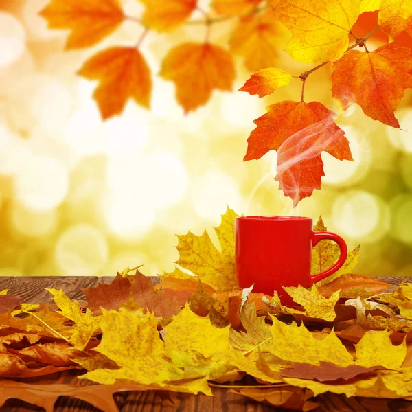 Sonbahar yaprakları ve güneşte kırmızı kahve bulanık ağaçlar. Sonbahar arkaplanı.