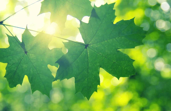 Foglie Verdi Sole Primavera — Foto Stock