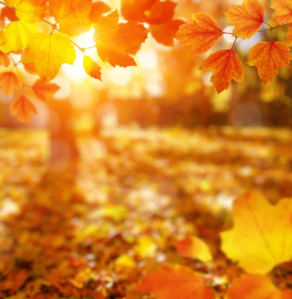  Güneşte sonbahar yaprakları ve bulanık ağaçlar. Sonbahar arkaplanı.