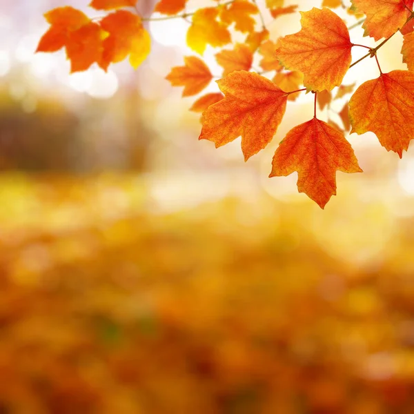 Hojas Otoño Sol Árboles Borrosos Fondo Caída — Foto de Stock