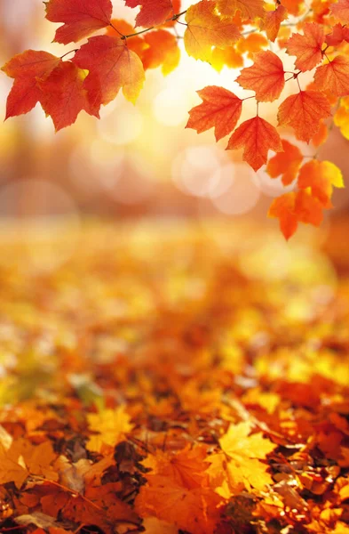 Podzimní Listí Slunci Rozmazané Pozadí Pádu — Stock fotografie