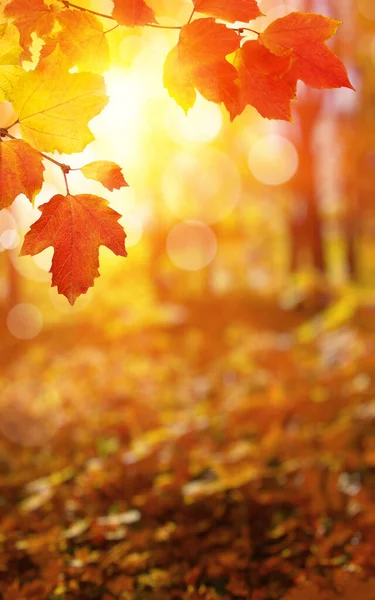  Güneşte sonbahar yaprakları ve bulanık orman.