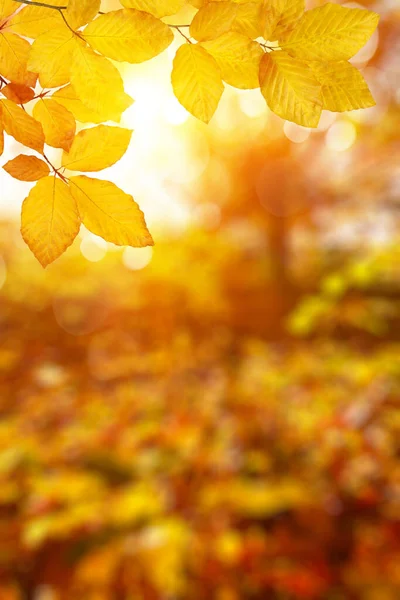 秋は太陽の下で葉 背景がぼけて — ストック写真