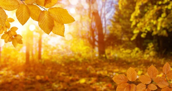 Herfst Bladeren Zon Wazig Bomen Achtergrondinformatie — Stockfoto