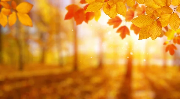 Hojas Otoño Sol Árboles Borrosos Fondo Caída — Foto de Stock