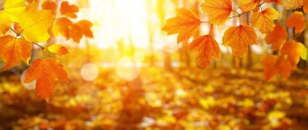 가을은 햇빛에 — 스톡 사진