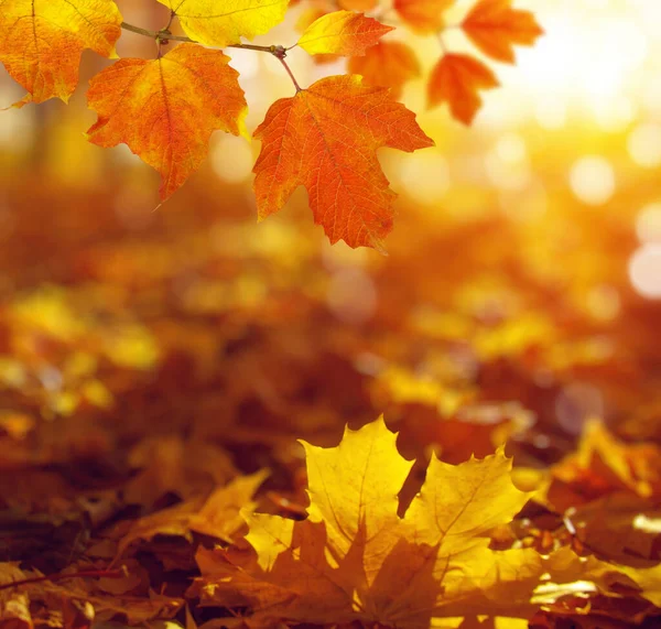 Autumn Background Maple Leaves — Stock Photo, Image