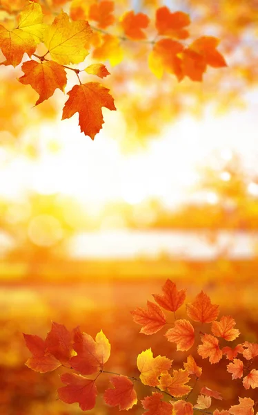 Autumn Leaves Sun Blurred Trees Fall Background — Stock Photo, Image
